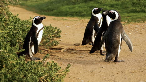 Cape-penguins-next-to-coastal-vegetation,-close-up-static-shot