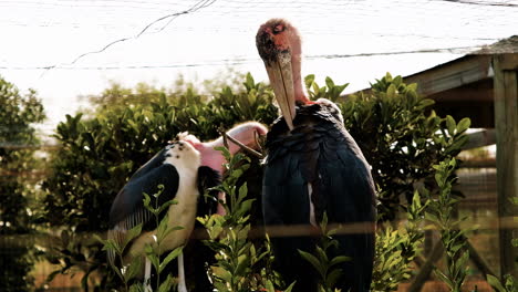Massive-Marabou-storks-grooming-themselves,-close-up-view