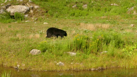 Wild-Black-Bear-walks-along-lush-riverbanks,-looking-for-food-Canada