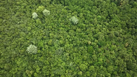 Wide-aerial-birdseye-view-of-a-green-forest-canopy-with-four-lighter-color-trees-swaying-in-the-wind