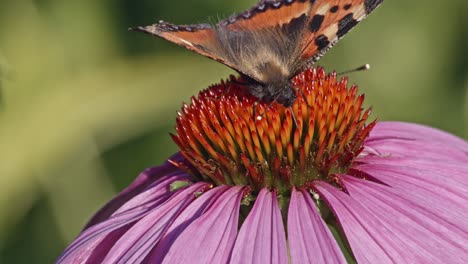 Small-Tortoiseshell-Butterfly-Sipping-Nectar-From-Purple-Coneflower---macro