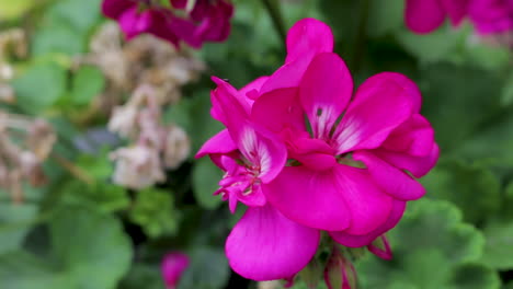 Close-up-of-a-beautiful-pink-Geranium-flower-growing-outside
