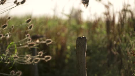 Medium-shot-of-a-great-tit-flying-in-and-landing-on-a-post-in-amongst-brush-and-thistles-on-a-warm-sunny-morning,-slow-motion