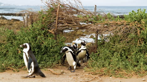 Waddle-of-African-penguins-walks-through-opening-in-coastal-vegetation