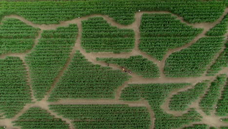 Group-of-lost-people-looking-for-way-out-of-green-maze,-drone-view