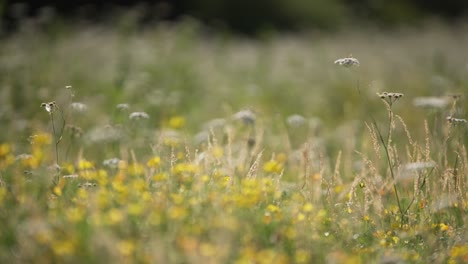 Blühende-Wildblumen-Auf-Blühender-Wiese