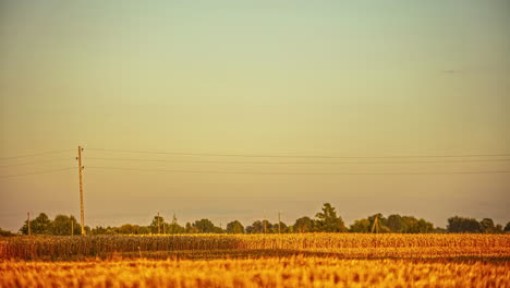 Crops-in-countryside-farmland-ready-to-harvest-at-dusk---time-lapse