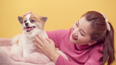 Asian-woman-playing-with-chihuahua-mix-pomeranian-dogs-for-relaxation-on-bright-yellow-background-3