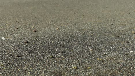 Small-crabs-moving-towards-the-beach