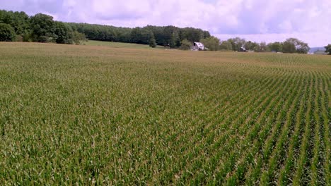 High-shot-over-cornfield-near-galax-and-independence-virginia