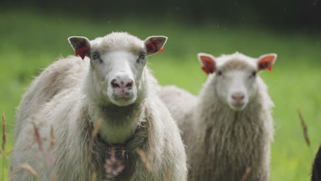 A-flock-of-sheep-on-the-lush-green-pasture