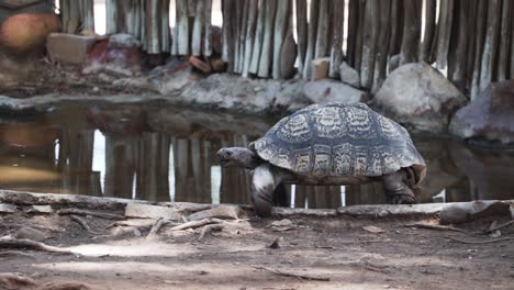 Riesenschildkröte-Zu-Fuß-Am-Rand-Des-Teiches-Im-Zoo-In-Western-Cape,-Südafrika