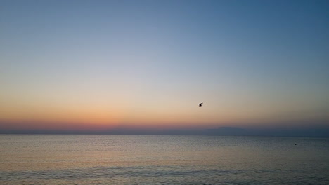 Slow-motion-of-seagull-flying-in-the-sky-above-the-sea-at-sunrise