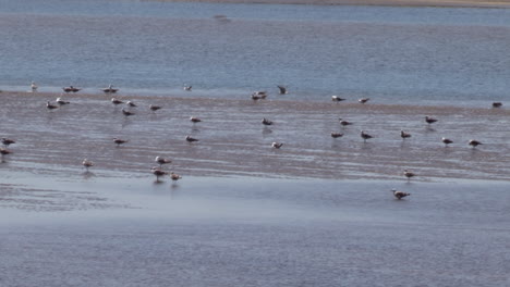 Saltwater-river-at-low-tide-with-a-flock-of-birds,-seagulls-feeding-in-the-middle-of-the-river