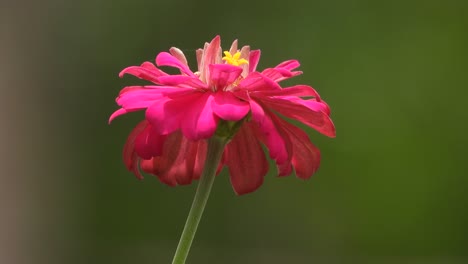 Flor-De-Zinnia--única--bonita-Hermosa
