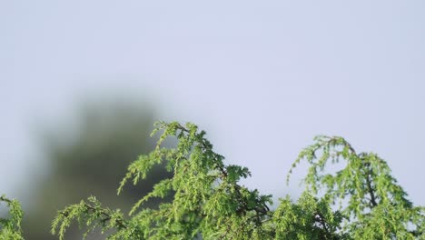 Baumpiepervogel,-Der-Auf-Zweigbaum-Gegen-Verschwommenen-Himmel-Steht,-Verlässt-Dann,-Tag