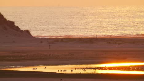 Erstaunliche-Strandlandschaft-Von-Texel-Mit-Wildvögeln-Bei-Sonnenuntergang-Zur-Goldenen-Stunde
