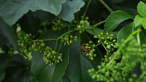 Bee-walking-on-a-green-American-vine-plant,-collecting-nectar-and-polline