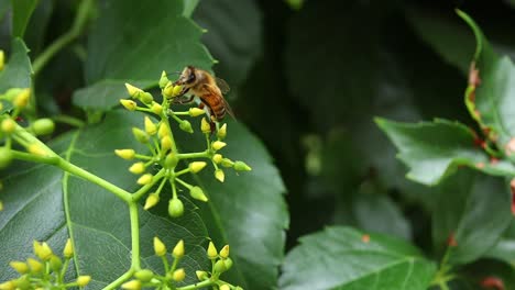 Makro-Nahaufnahme-Der-Biene,-Die-Nektar-Und-Pollen-Für-Die-Produktion-Von-Süßem-Honig-Sammelt