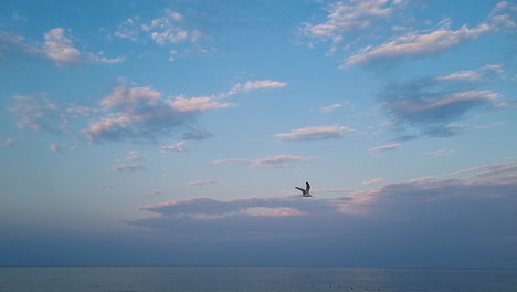 Slow-motion-of-seagull-flying-in-the-sky-above-the-sea