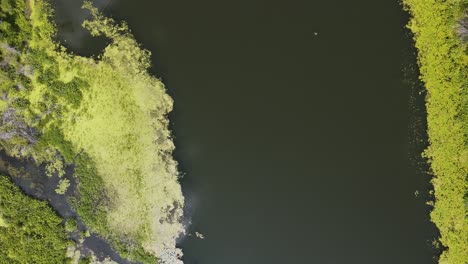 Algae-in-full-bloom-along-the-Lagoon-in-Muskegon