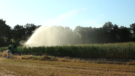 Organic-agriculture,-irrigating-cornfiel-on-a-sunny-day,-static-shot-at-sunset