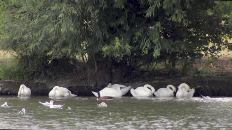 Swans-and-gulls-sheltering-on-the-river-Thames-in-Royal-Windsor,-Royal-Berkshire