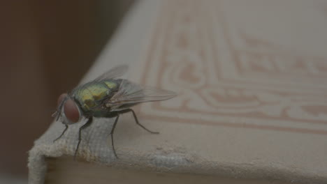 Macro-shot-of-colorful-fly-standing-on-a-book-and-walking-around
