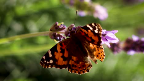 Ein-Schmetterling-Sitzt-Auf-Etwas-Lavendel