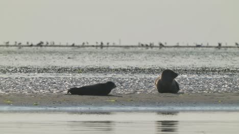 Two-common-seals-lying-on-shoreline-in-Northern-europe-beach-shoreline,-day