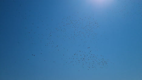 Flock-of-storks-flying-in-the-blue-sky-preparing-for-autumn-migration