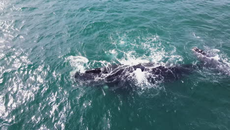 Right-whale-and-calf-interacting-in-coastal-waters-of-Hermanus