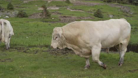 Powerful-white-color-bull-walking-near-herd-of-cows,-handheld-view