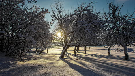 Multiple-snow-covered-trees-are-seen-in-a-timelapse-with-snow-covered-terrain,-moving-clouds,-and-the-rising-sun-in-the-background