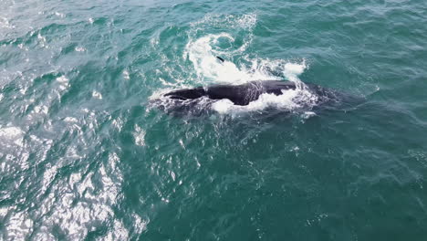 Southern-Right-whale-kicked-in-the-head-by-her-lively-newborn-calf