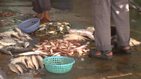 Man-picking-through-a-pile-of-fresh-fish-on-the-wet-floor-in-a-Palestinian-fish-market