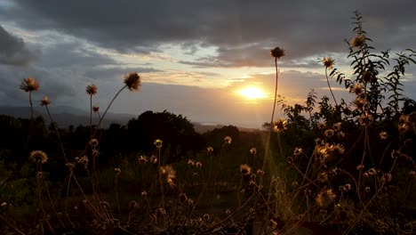 Colourful-autumn-golden-pastel-sunset-with-seeding-wild-flowers-in-forefront,-from-the-hills-overlooking-ocean-with-a-epic-dramatic-cloudy-sky