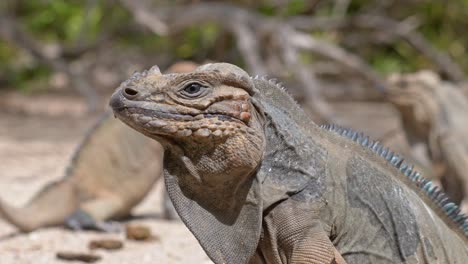 Endangered-Rhinoceros-Iguanas--In-its-Habitat.---closeup