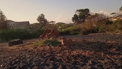 Grupo-De-Tres-Vacas-Lecheras-Comiendo-Hierba-En-La-Playa-De-Arena-Negra-En-Bali,-Indonesia