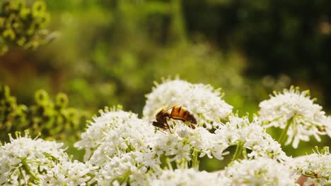 Abeja-De-Miel-Europea-Insecto-Chupando-Néctar-De-Flores-De-Valeriana,-Primer-Plano,-Día