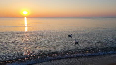 Two-seagull-birds-float-on-the-water-surface-of-the-sea-at-sunrise