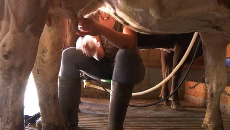 Farmer-milking-a-cow