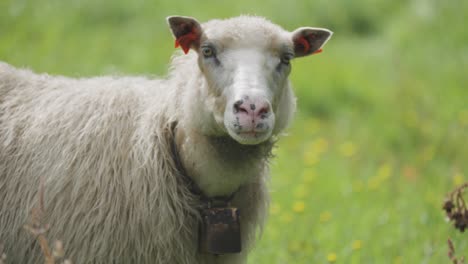 A-portrait-shot-of-the-white-wooly-sheep-on-the-lush-green-pasture