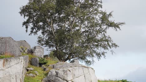 A-solitary-tree-with-a-spreading-crown-at-the-rocky-outcrop