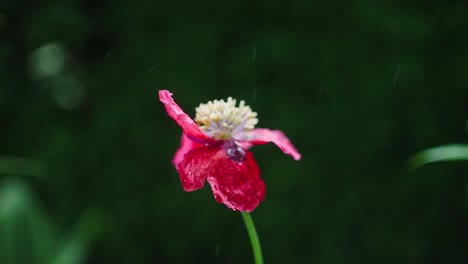 Opium-poppy-closeup-during-rainy-day,-water-drops-falling-on-petals,-slomo