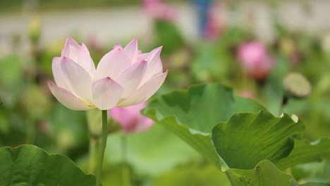 Close-up-of-a-pink-lotus-flower-swaying-in-the-wind-breeze,-isolated-Nelumbo-nucifera-background-with-copy-space