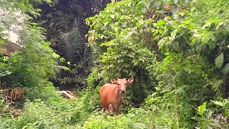 Weibliche-Kuh,-Die-Gras-Allein-Im-Bali-dschungel-Frisst-Und-Auf-Die-Kamerascheue-Haltung-Starrt-Schönes-Waldsäugetier