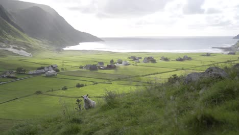 Lonely-sheep-standing-on-slope-with-majestic-view-to-ocean-and-small-village,-windy-day