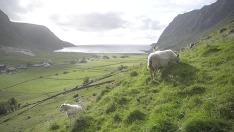 Cinematic-view-of-sheep-flock-graze-on-mountain-side-meadow-in-Norway
