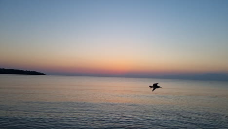 Bird-flying-above-the-sea-at-sunrise